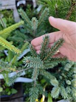 Picea breweriana Emerald Midget 4312