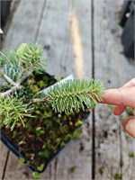 Abies koreana Tanya 4316