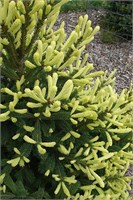 Picea glauca Mac Gold 4359