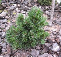 Pinus aristata Silver Doll 4368