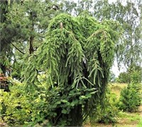 Picea omorika Sniezna 4362