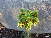 Picea abies Ripley 4345