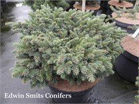 Picea mariana OMG 4350
