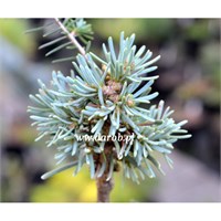 Abies concolor Sisi 4370