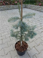 Abies grandis Leuteneggen 4371