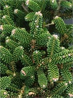 Abies koreana Oberon 4372
