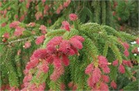 Picea abies Rubra Spicata 4375