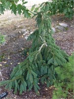 Picea abies Sylva Tarauca 4376