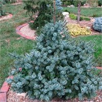 Picea omorika De Ruyter 4377