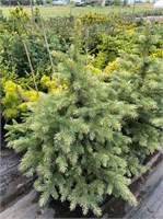 Picea pungens Kubiczek 4383