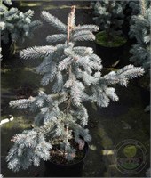Picea pungens Pendula Wojsławice 4385