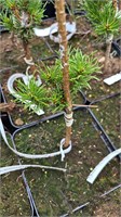 Pinus banksiana Wistom 4388