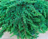 Juniperus communis Green Mantle 4390
