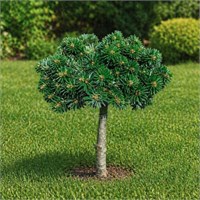 Abies koreana Forest Child 4392