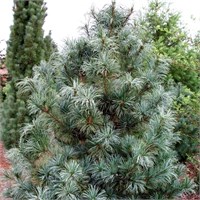 Pinus koreana Silveray 4393