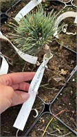 Pinus flexilis Parsons 4397