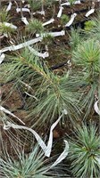 Pinus strobus Pendula SDL 4399