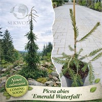 Picea abies Emerald Waterfalls 4306