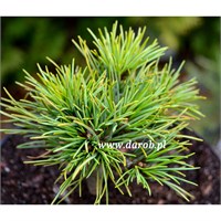 Pinus armandii Medusa 4398