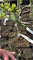 Picea glauca KB Burbol 4400