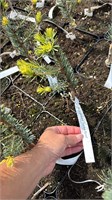Picea omorika Aurea Sport 4394