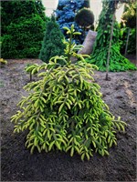 Picea orientalis Spring Frost 4401