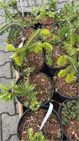 Abies vietchii Pendula Select 4406