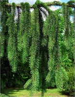 Picea abies Cranstonii 4407