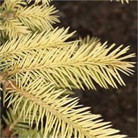 Picea  pungens Gwaizdor 4410