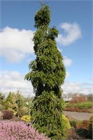 Пихта белая Пендула (Picea alba Pendula) 4411