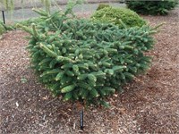 Abies cephalonica Meyer's Dwarf 4412