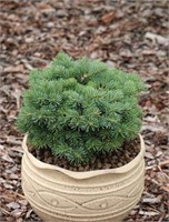 Abies concolor Minima 4413