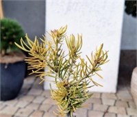Abies concolor Redyk 4414