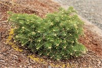Abies concolor Scooter 4415