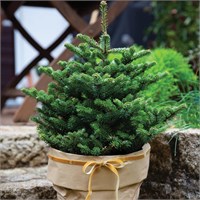 Abies koreana Molli 4417