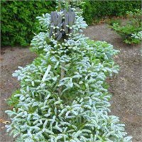 Abies koreana Silver Star 4418