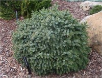 Picea omorika Minima 4420