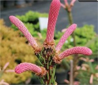 Picea abies Roseum 4422