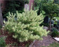 Pinus densiflora Burke's Red Variegated 4423