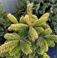 Abies nordmanniana Aurea 4424