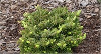 Abies nordmanniana Berlin 4425
