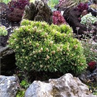 Pinus mugo Minima Kalous 4428