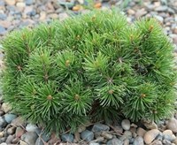 Pinus mugo March 4429
