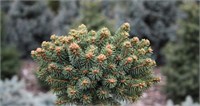 Picea rubens Hexe 4432