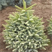 Abies pinsaro Aurea 4433