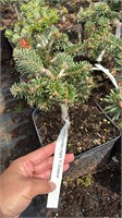 Abies borisii-regis K.Greece 4435
