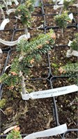 Abies nordmanniana Emanuel 4438