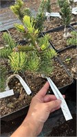 Abies procera Stephani 4440