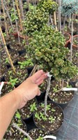 Picea orientalis Smee WB 4441