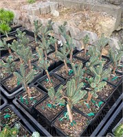 Picea engelmanii WB 4434